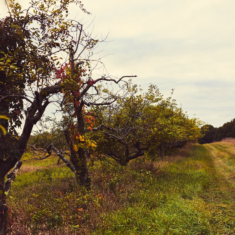 Glen Tui Heights gallery image